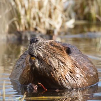 shot of a wild beaver near lake, nature series