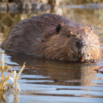 shot of a wild beaver near lake, nature series