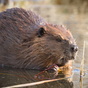shot of a wild beaver near lake, nature series