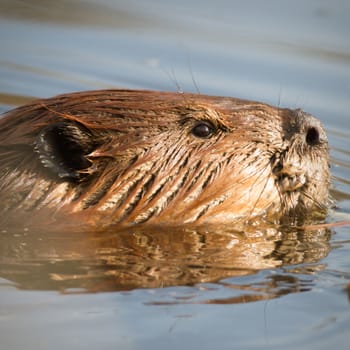shot of a wild beaver near lake, nature series