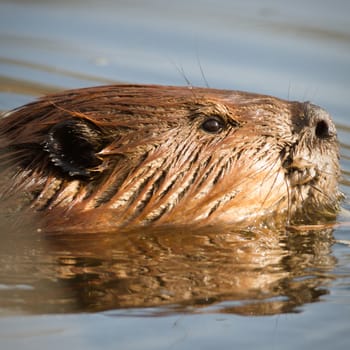 shot of a wild beaver near lake, nature series