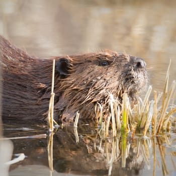 shot of a wild beaver near lake, nature series