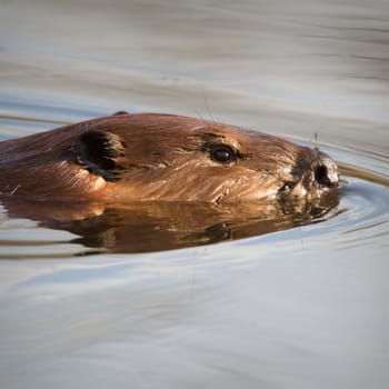 shot of a wild beaver near lake, nature series