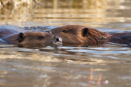 shot of a wild beaver near lake, nature series
