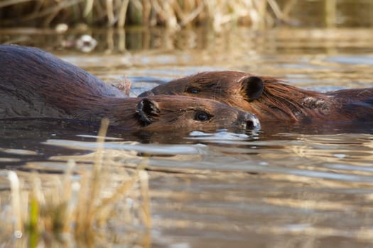 shot of a wild beaver near lake, nature series