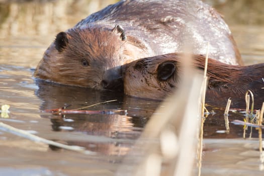 shot of a wild beaver near lake, nature series