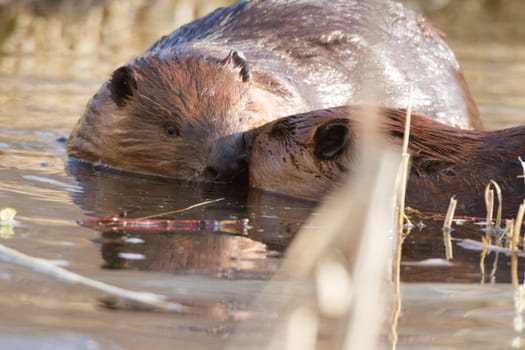 shot of a wild beaver near lake, nature series