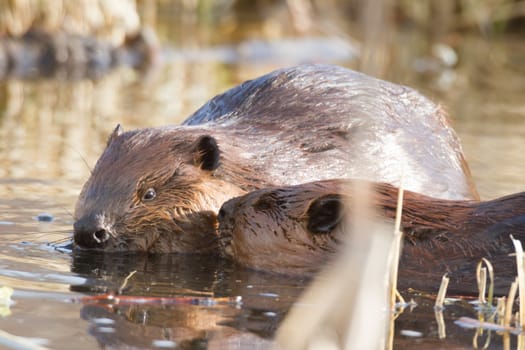 shot of a wild beaver near lake, nature series