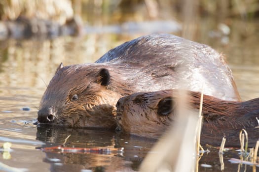 shot of a wild beaver near lake, nature series