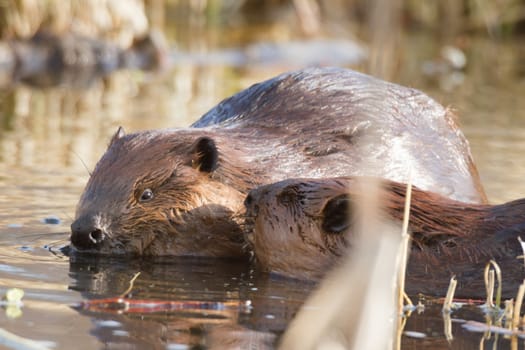 shot of a wild beaver near lake, nature series