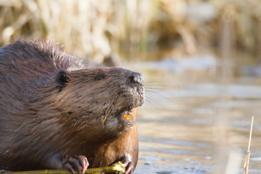 shot of a wild beaver near lake, nature series
