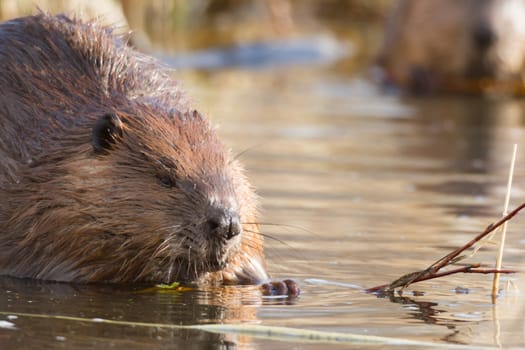shot of a wild beaver near lake, nature series