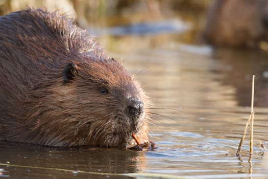 shot of a wild beaver near lake, nature series