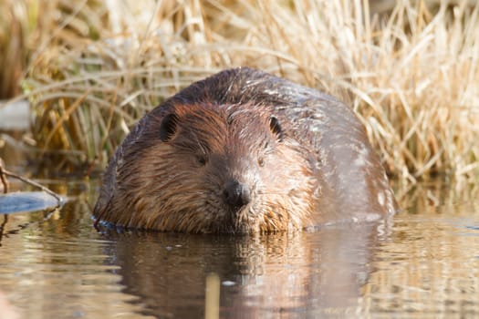 shot of a wild beaver near lake, nature series