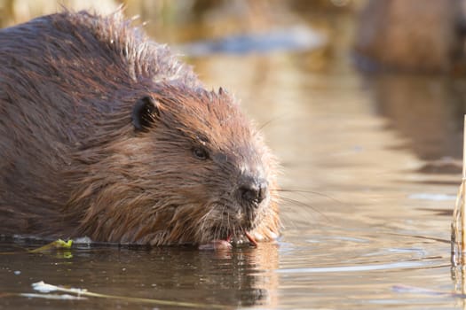 shot of a wild beaver near lake, nature series