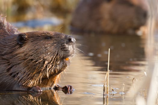 shot of a wild beaver near lake, nature series