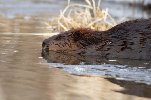 shot of a wild beaver near lake, nature series