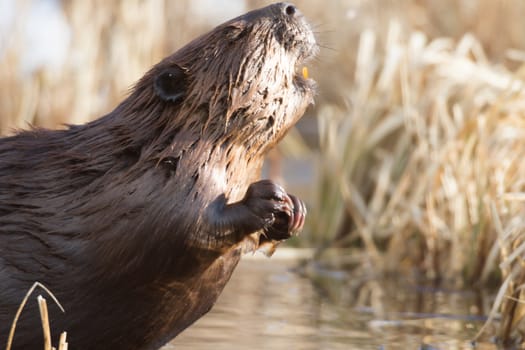 shot of a wild beaver near lake, nature series