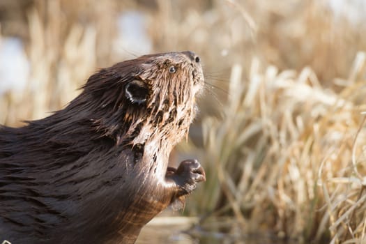 shot of a wild beaver near lake, nature series