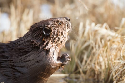 shot of a wild beaver near lake, nature series