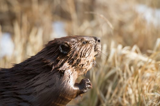 shot of a wild beaver near lake, nature series