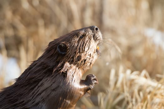 shot of a wild beaver near lake, nature series