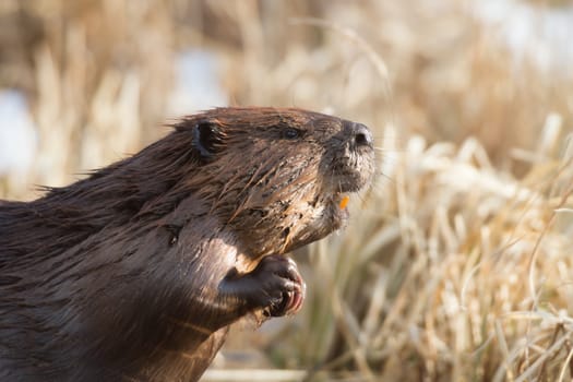 shot of a wild beaver near lake, nature series