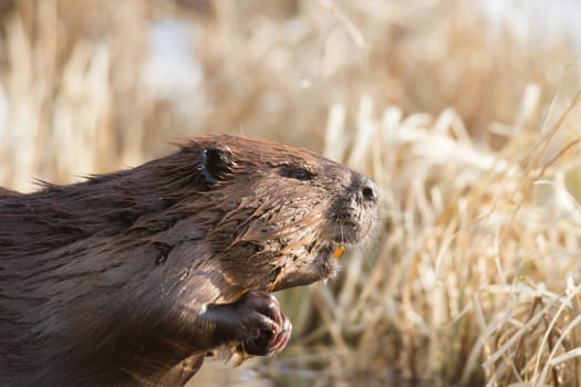 shot of a wild beaver near lake, nature series