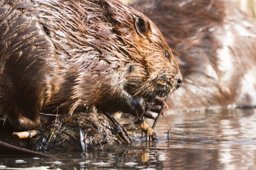 shot of a wild beaver near lake, nature series