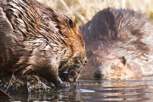 shot of a wild beaver near lake, nature series
