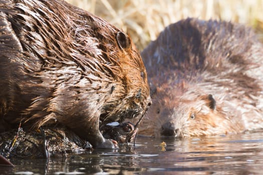 shot of a wild beaver near lake, nature series