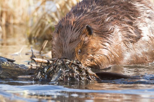 shot of a wild beaver near lake, nature series