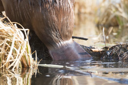 shot of a wild beaver near lake, nature series
