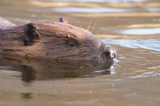 shot of a wild beaver near lake, nature series