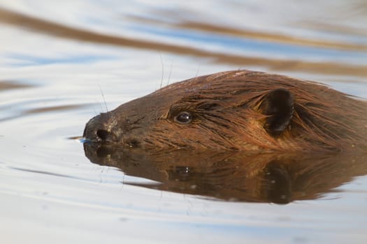 shot of a wild beaver near lake, nature series
