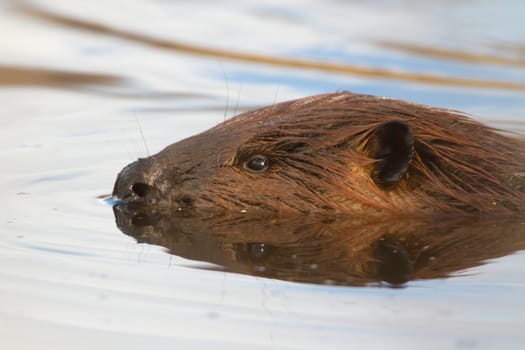 shot of a wild beaver near lake, nature series