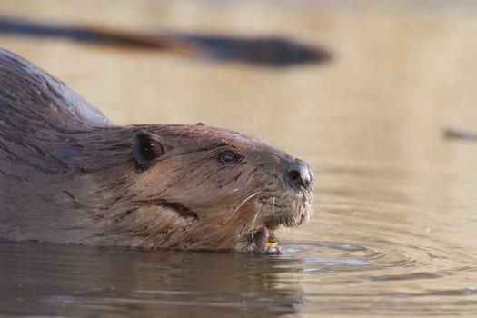shot of a wild beaver near lake, nature series