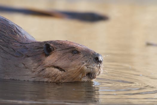 shot of a wild beaver near lake, nature series