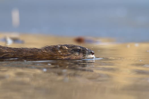 shot of a wild beaver near lake, nature series