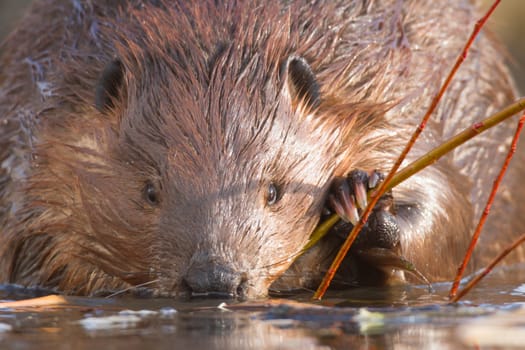 shot of a wild beaver near lake, nature series