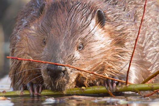 shot of a wild beaver near lake, nature series