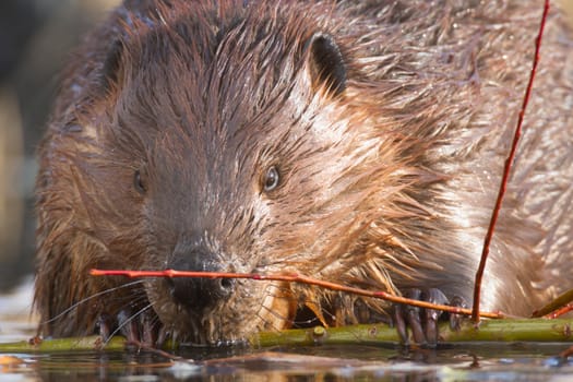 shot of a wild beaver near lake, nature series