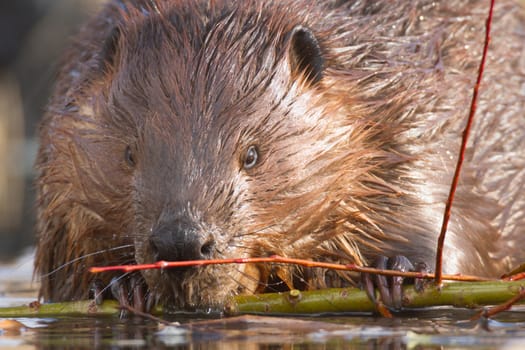 shot of a wild beaver near lake, nature series