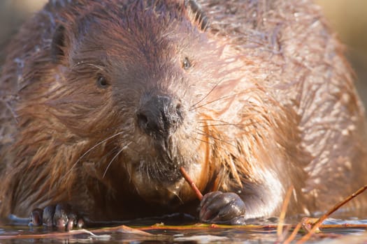 shot of a wild beaver near lake, nature series