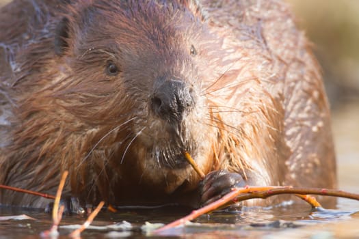 shot of a wild beaver near lake, nature series