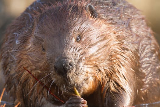 shot of a wild beaver near lake, nature series