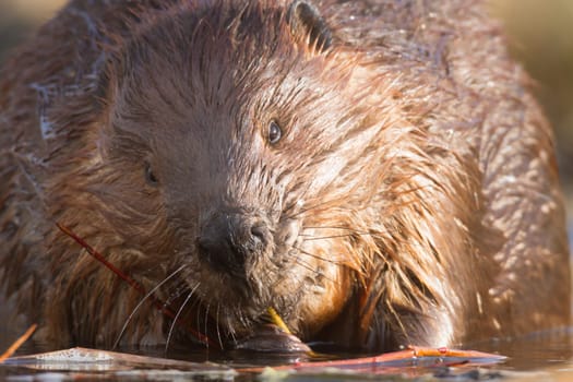 shot of a wild beaver near lake, nature series