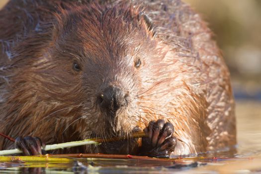 shot of a wild beaver near lake, nature series
