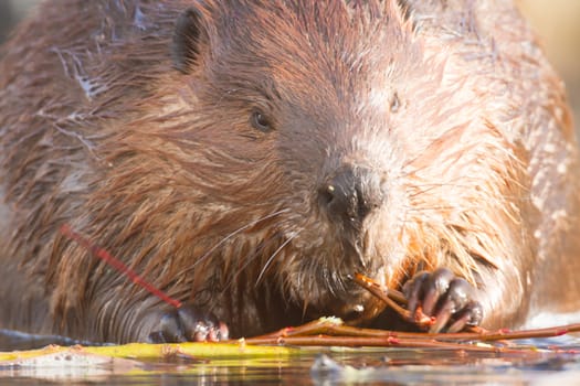 shot of a wild beaver near lake, nature series
