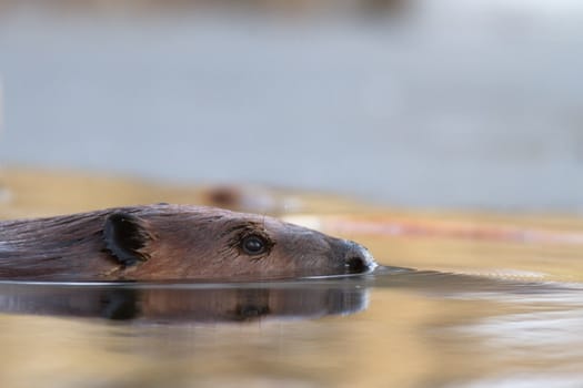 shot of a wild beaver near lake, nature series